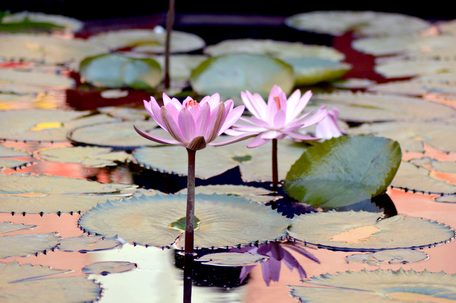 Nikon D3200 sample photo. Lotus, pond photography