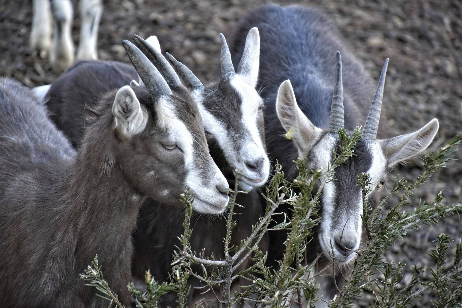 Nikon D7200 sample photo. Goats, animals, farm photography