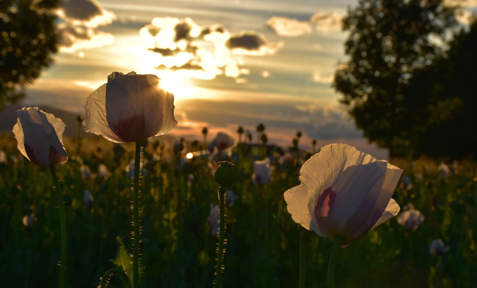 Nikon D5500 sample photo. Poppies, west, field photography