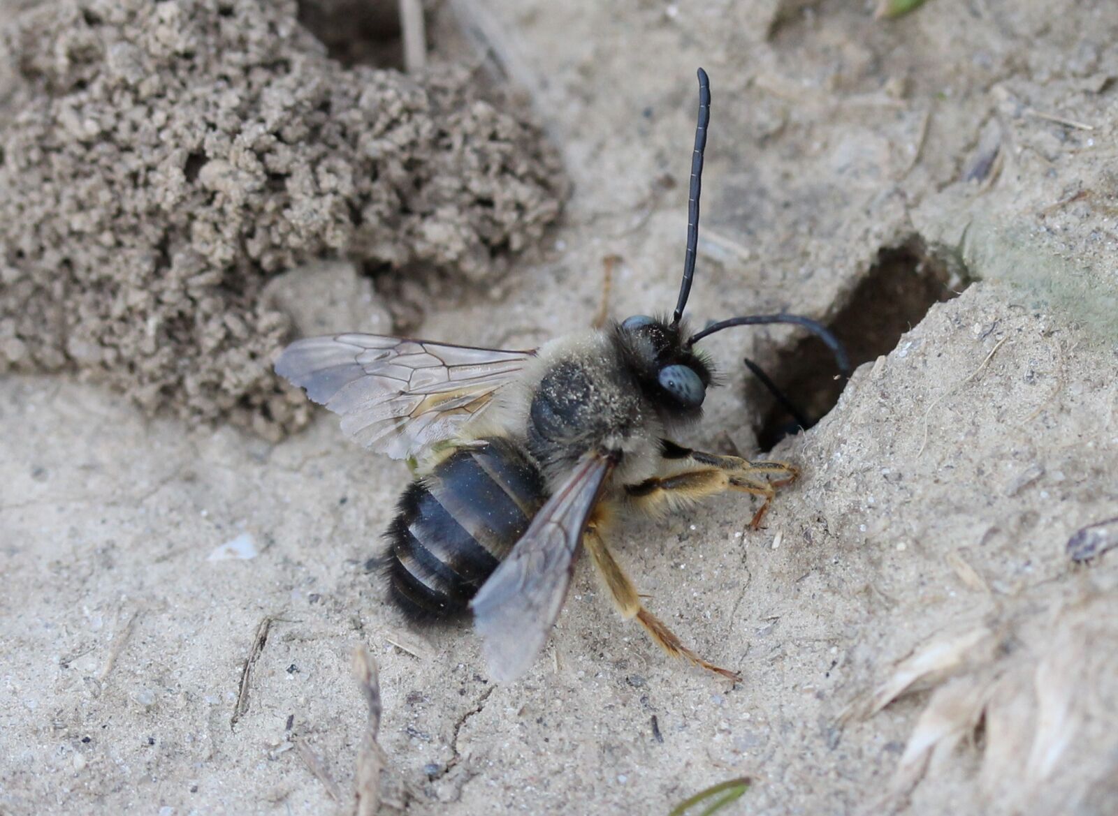 Canon EF-S 60mm F2.8 Macro USM sample photo. Bee, wild, anthill photography