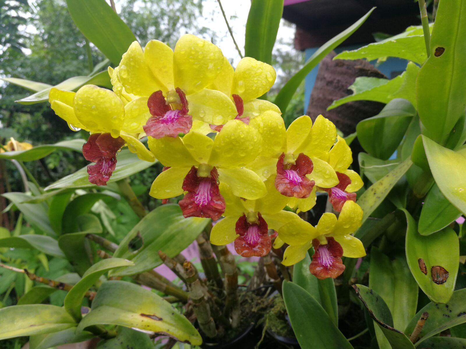 HUAWEI P10 sample photo. Orchid, yellow, nature photography