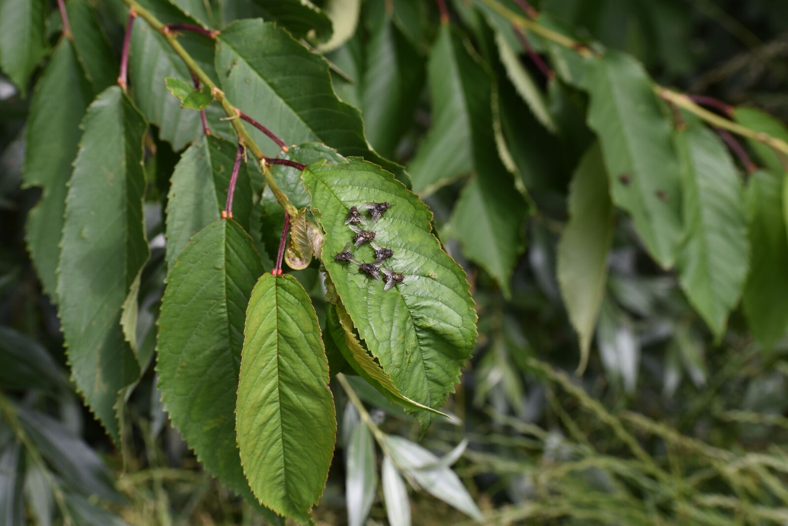 Nikon D3500 sample photo. Flies, insect, colony photography