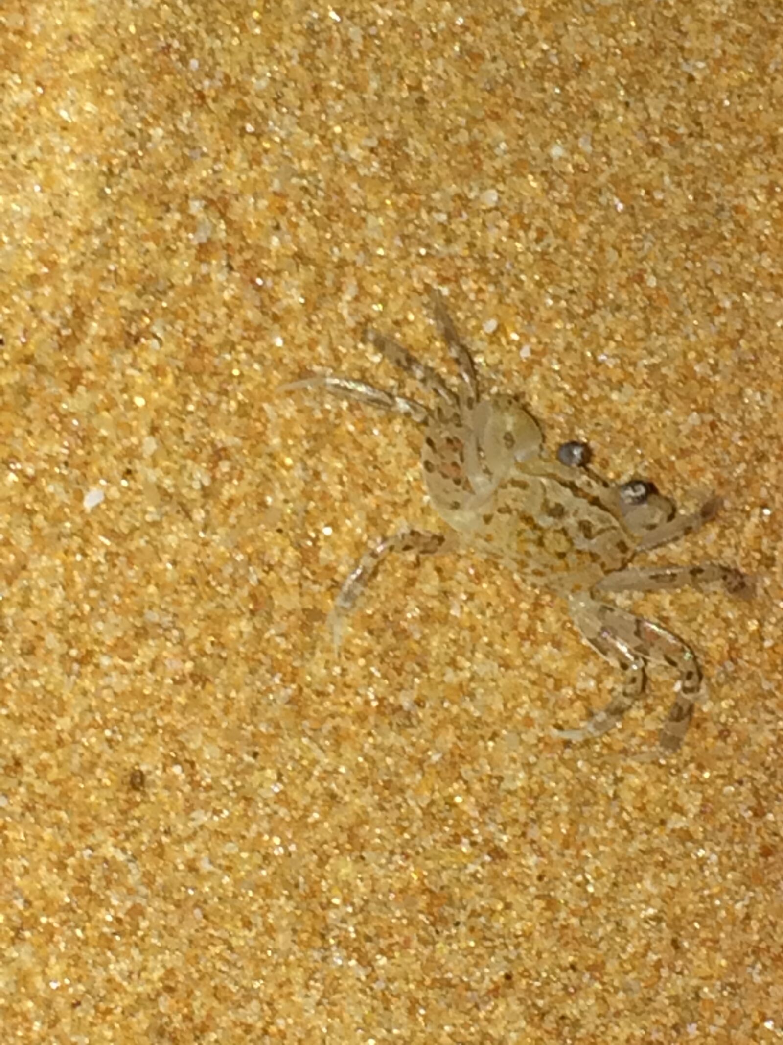 Apple iPhone 5s sample photo. Crab photography