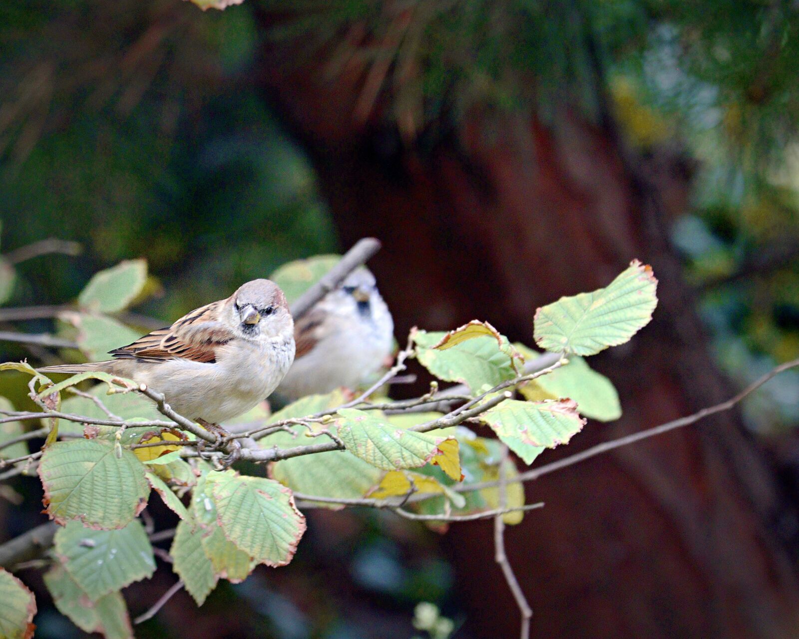 Canon EOS 750D (EOS Rebel T6i / EOS Kiss X8i) + Canon EF-S 55-250mm F4-5.6 IS STM sample photo. Sparrow, bird, plumage photography