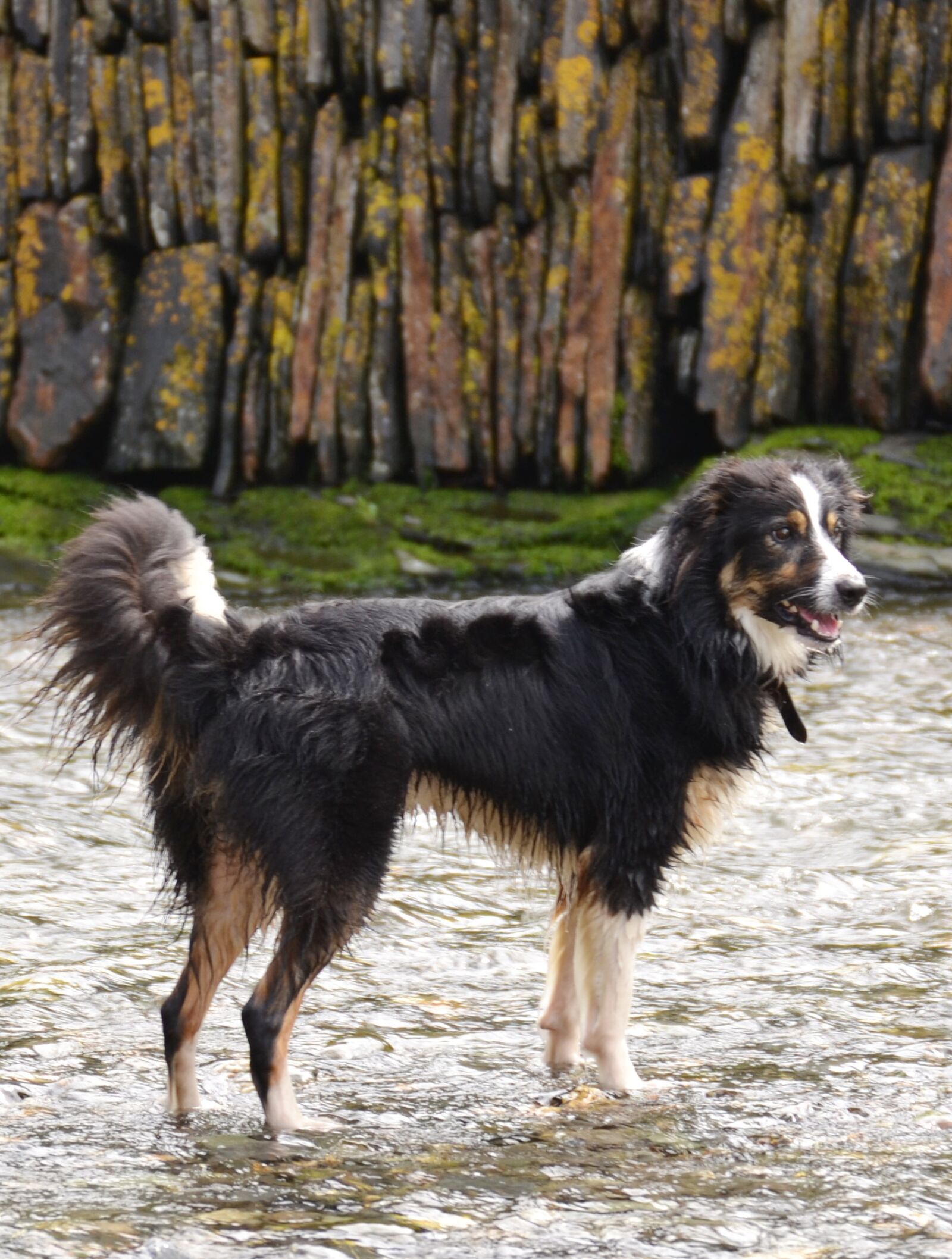 Nikon D3100 sample photo. Border collie, dog, sheepdog photography