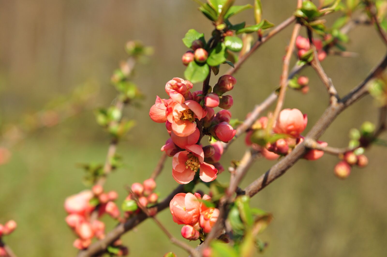 Nikon D90 sample photo. Flower, quince, spring photography