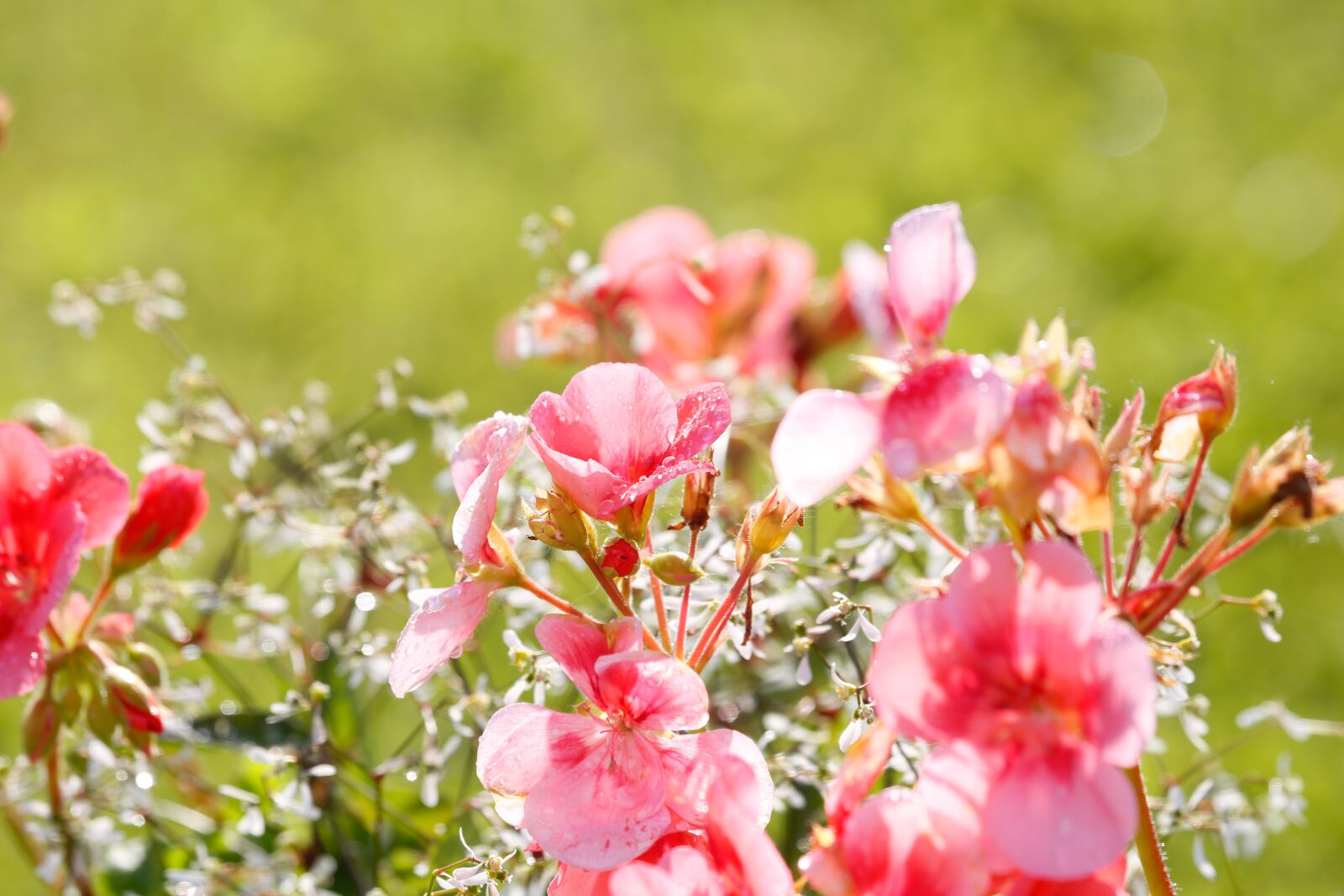 Canon EOS 5D Mark III + Canon EF 100-400mm F4.5-5.6L IS USM sample photo. Flower, blossom, bloom photography