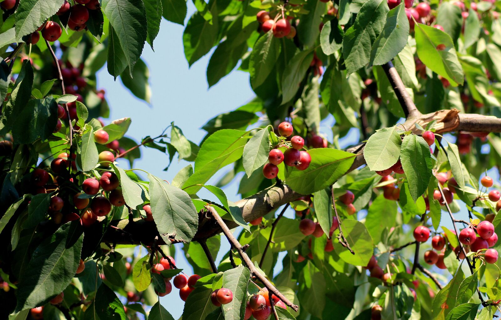 Canon EOS 1200D (EOS Rebel T5 / EOS Kiss X70 / EOS Hi) sample photo. Paradise tree, heavenly apples photography