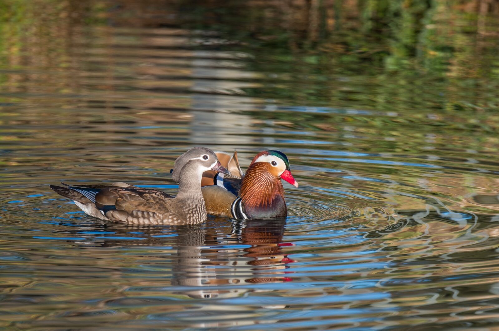 Nikon D800 sample photo. Mandarin ducks, aix galericulata photography