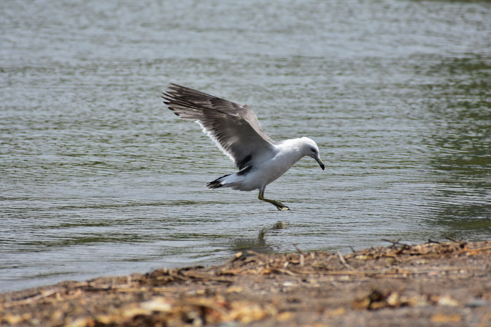 Nikon D7200 sample photo. Animal, sea, beach photography