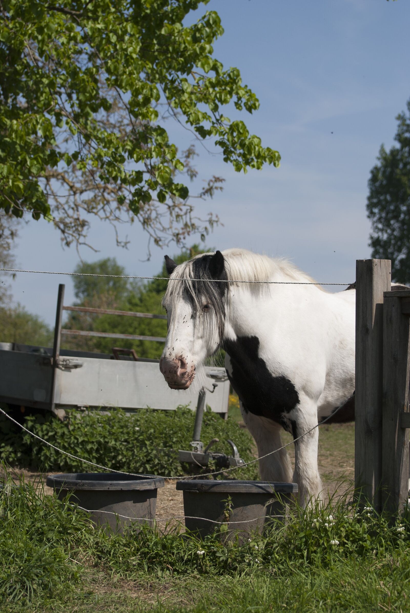 Nikon D80 sample photo. Work horse, belgian draft photography