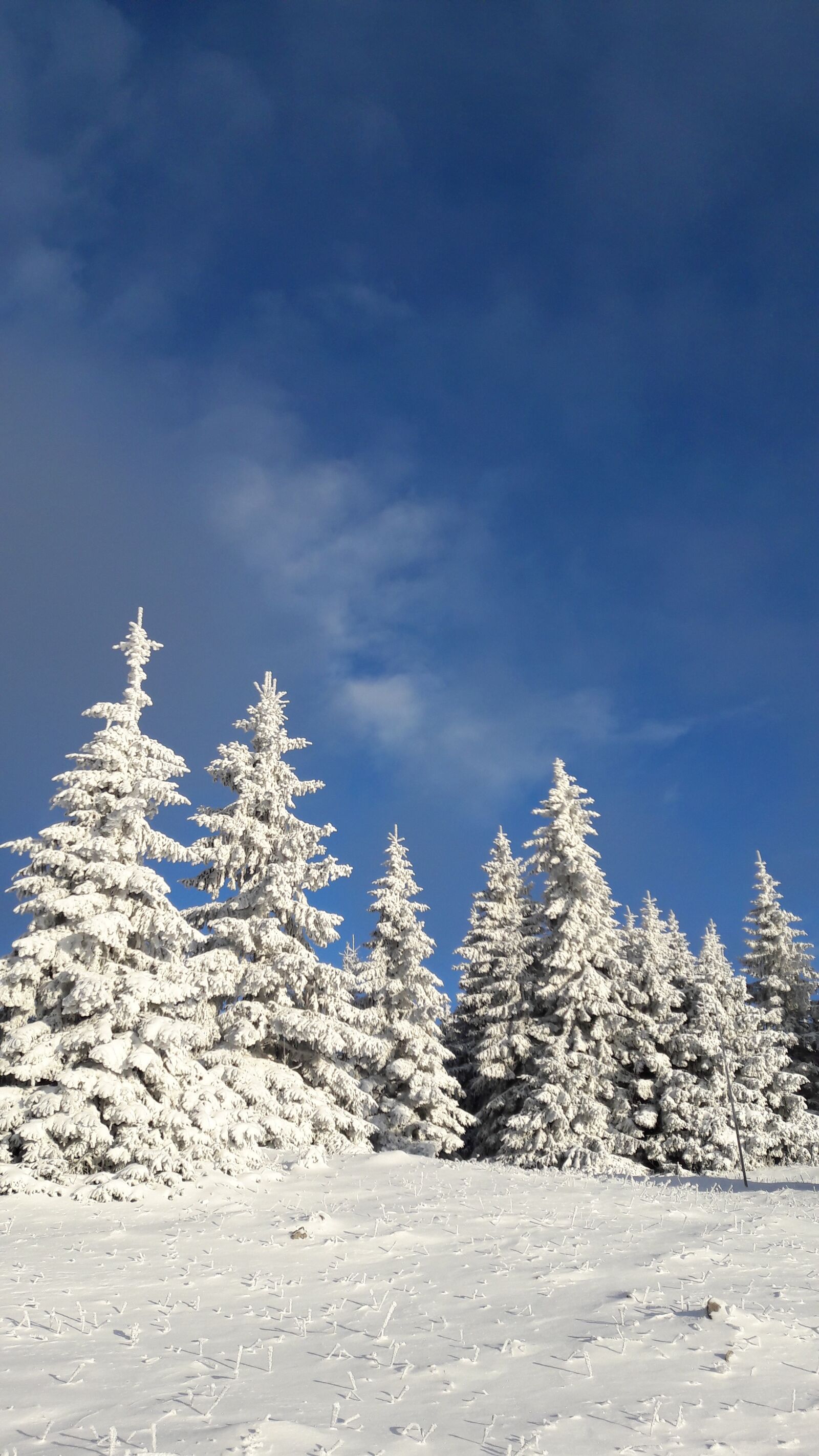 Samsung Galaxy A3(2016) sample photo. Snowy trees, winter fun photography