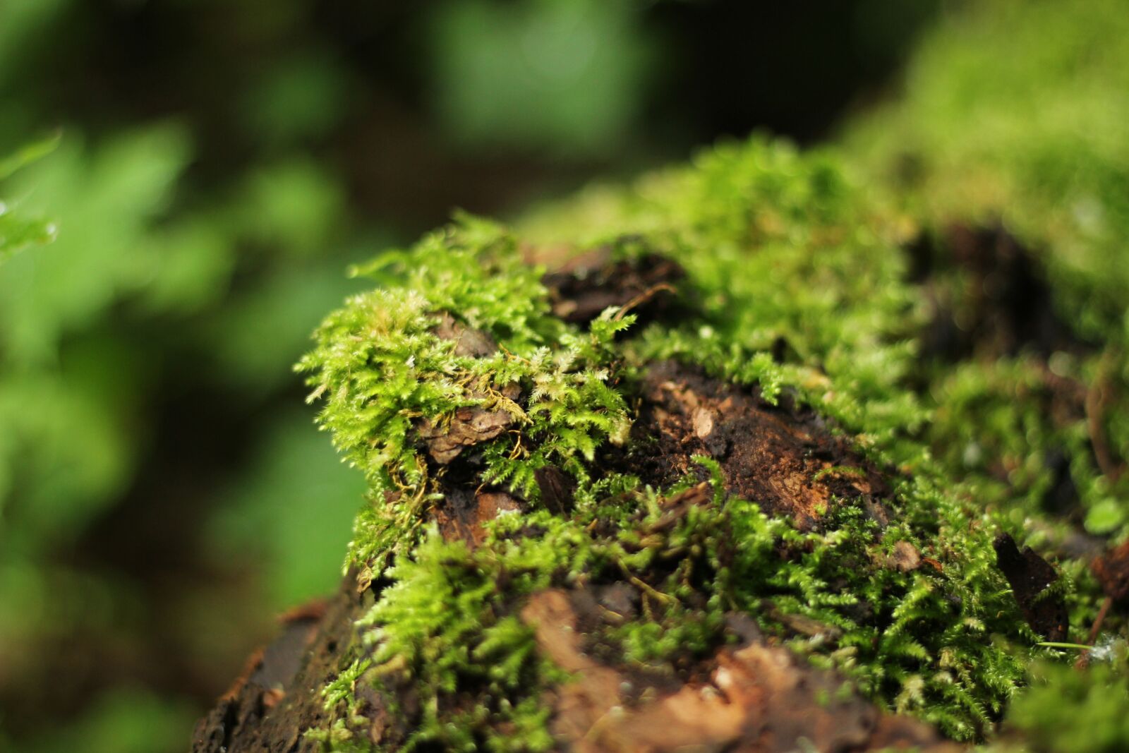 Canon EOS 600D (Rebel EOS T3i / EOS Kiss X5) + Canon EF 50mm F1.8 STM sample photo. Forest, moss, green photography