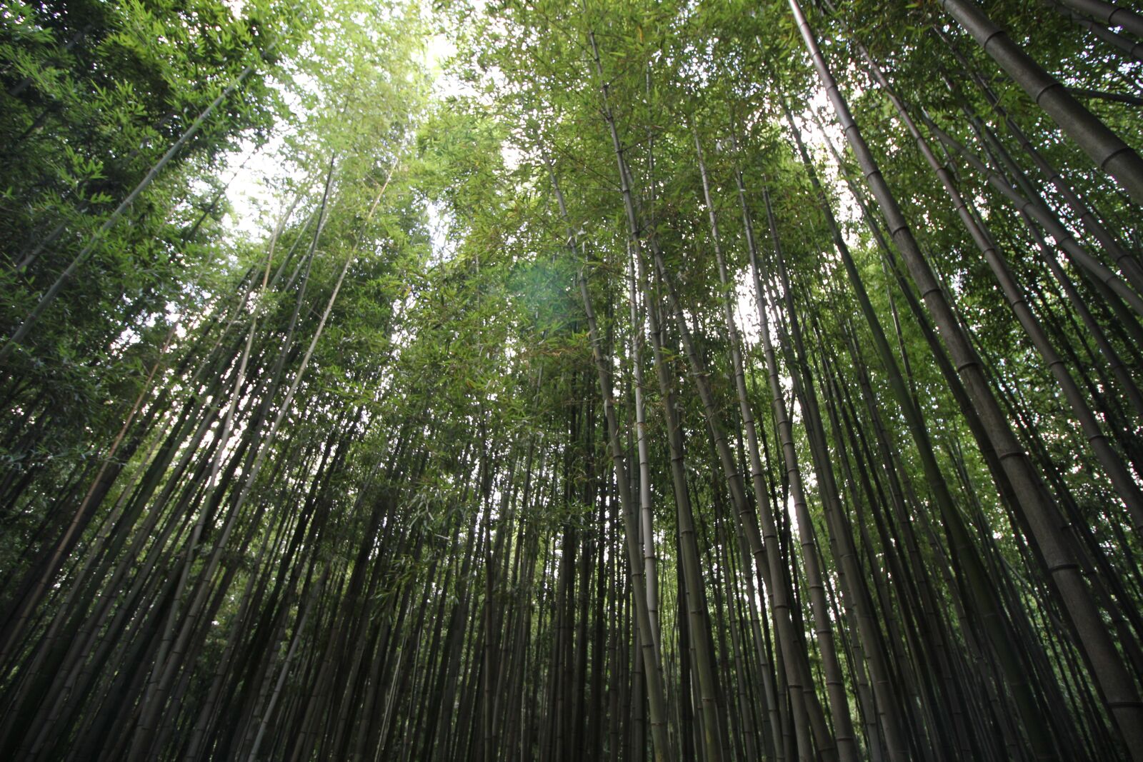 Canon EOS 550D (EOS Rebel T2i / EOS Kiss X4) sample photo. Damyang, bamboo green, bamboo photography
