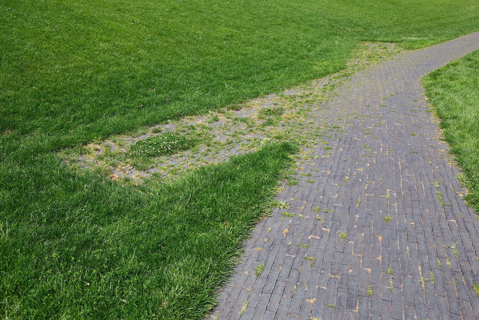 Canon EOS 6D sample photo. Grass, nature, road photography