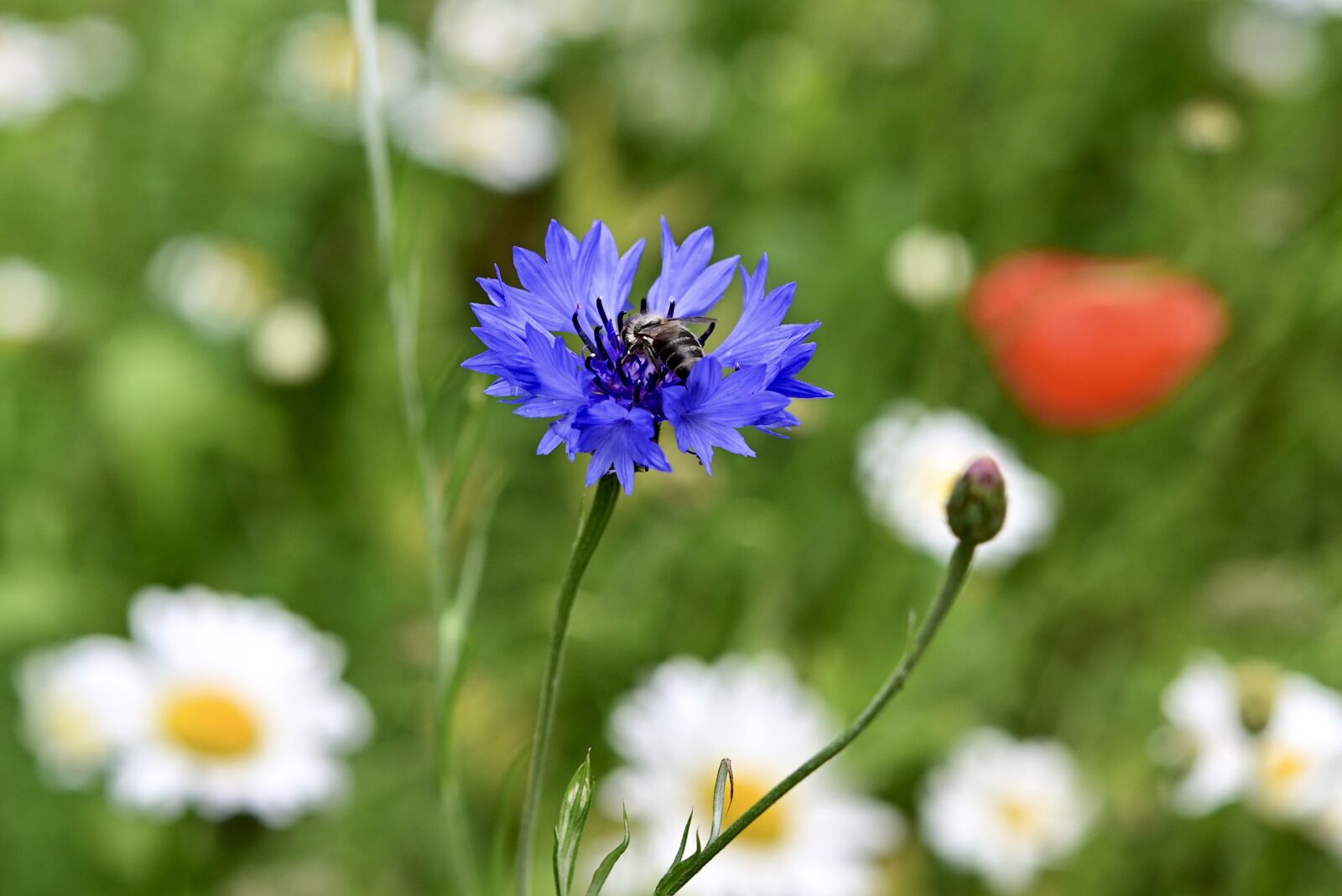 Nikon Z6 sample photo. Cornflower, daisy, wild flower photography