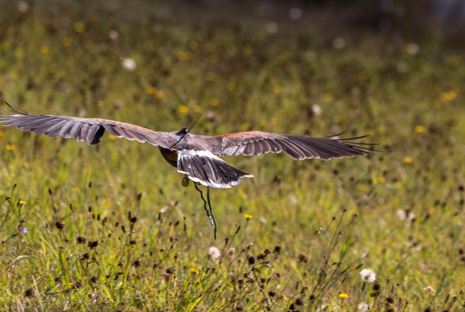 150-600mm F5-6.3 DG OS HSM | Contemporary 015 sample photo. Harris hawk, raptor, falconry photography