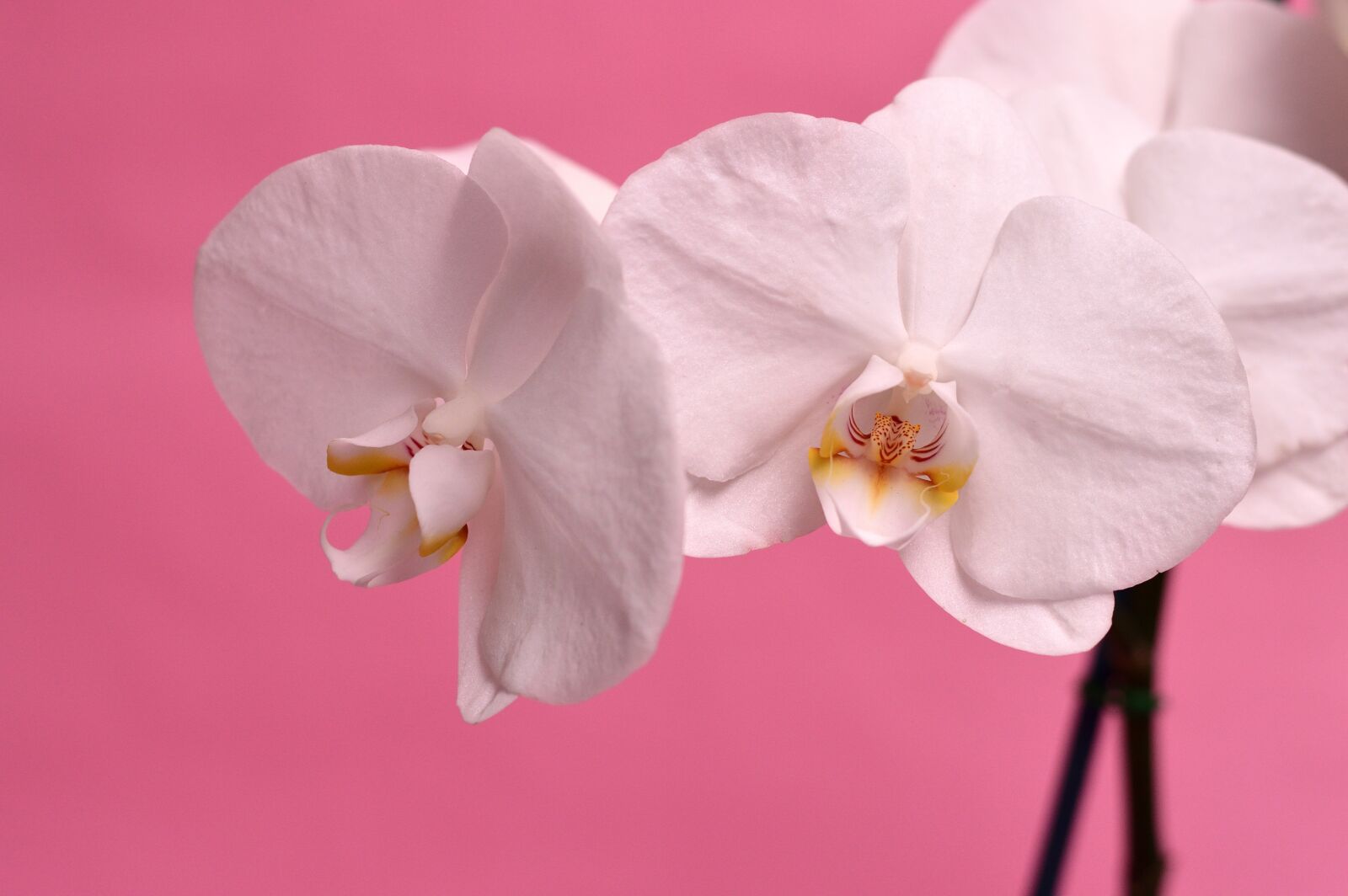 Nikon D3200 sample photo. Orchid, tropical, flower photography