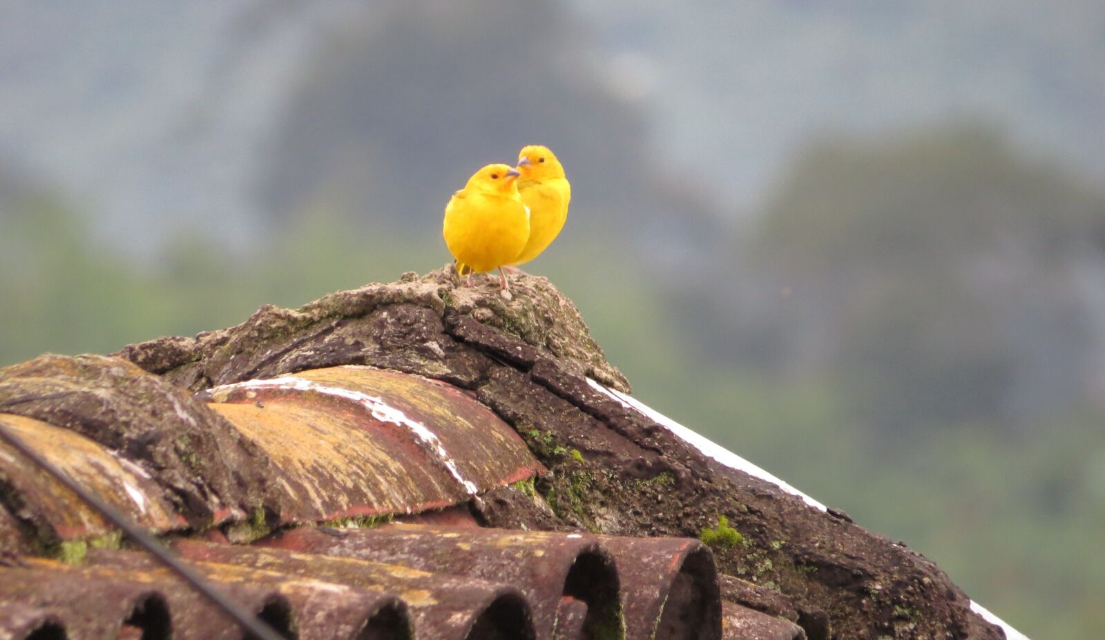 Canon PowerShot SX50 HS sample photo. Nature, bird, ave photography