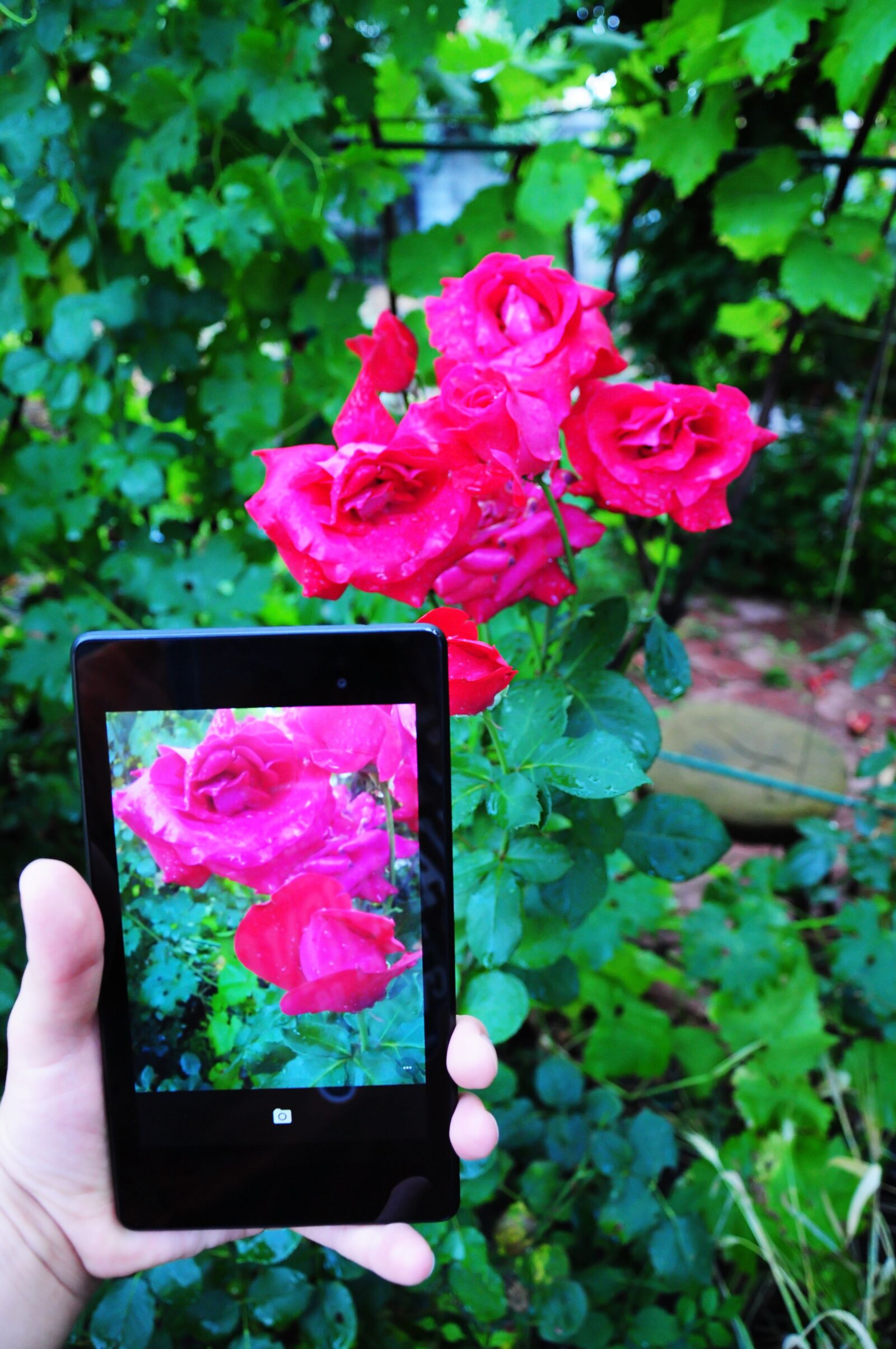 Nikon D5000 sample photo. Photo tablet, landscape, flowers photography