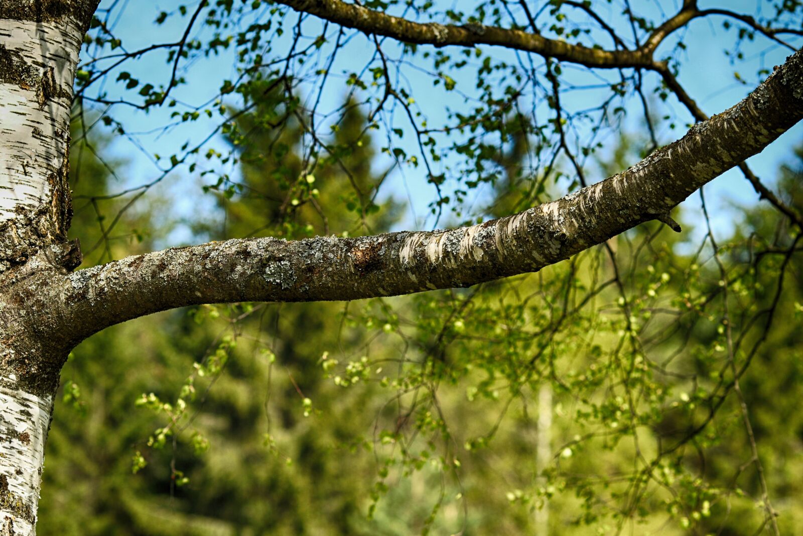 Canon EOS 7D Mark II + Canon EF 135mm F2L USM sample photo. Birch, branch, tree photography