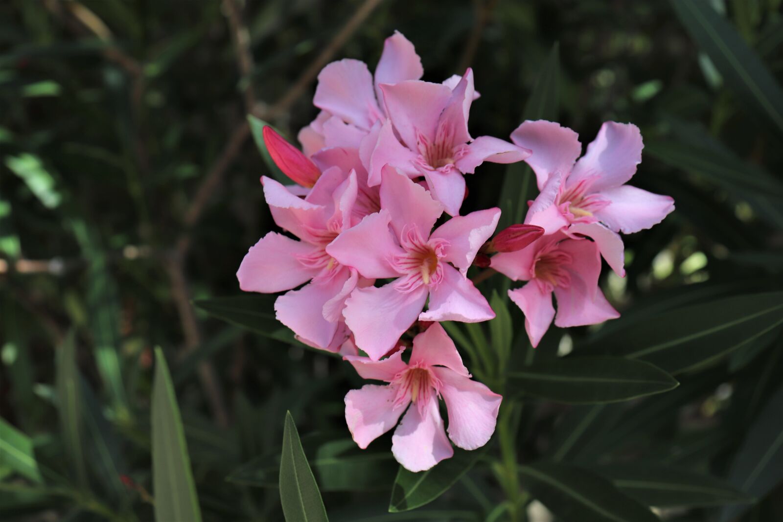Canon EOS 800D (EOS Rebel T7i / EOS Kiss X9i) sample photo. Oleander, flowers, flowering shrubs photography