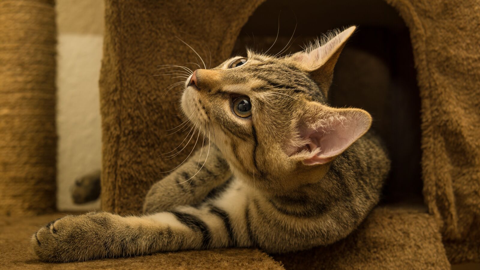 30mm F1.4 DC DN | Contemporary 016 sample photo. Cat, small, mackerel photography