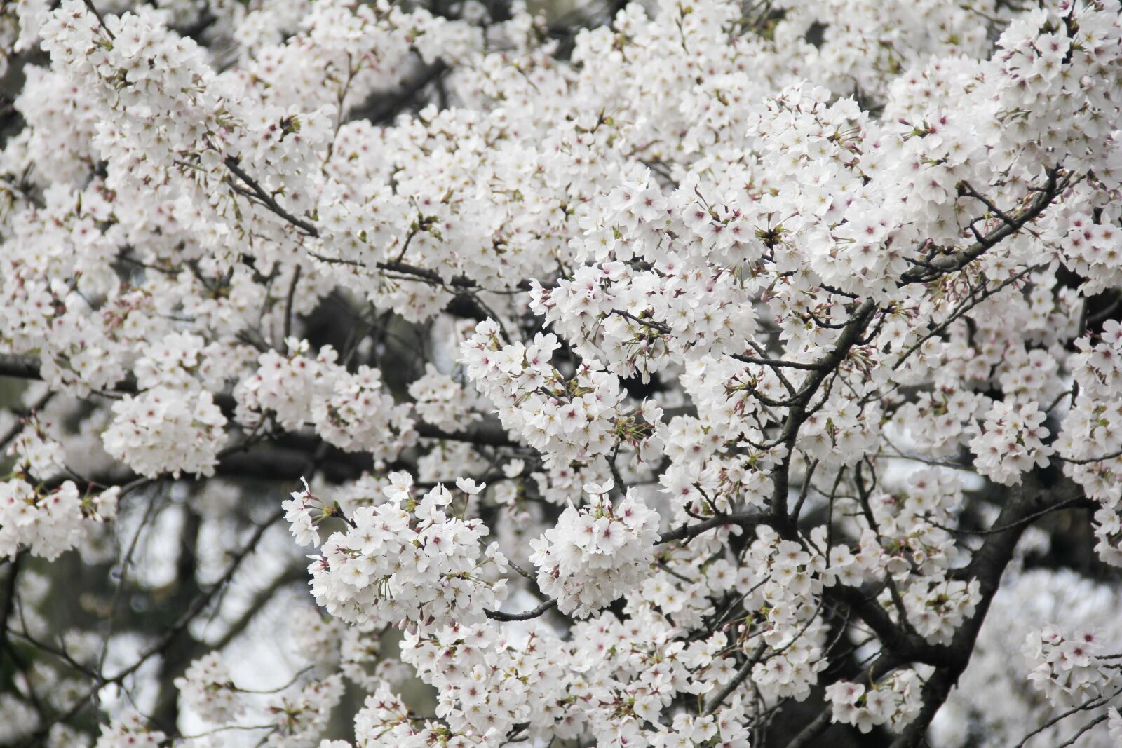 Canon EF-S 18-135mm F3.5-5.6 IS sample photo. Cherry blossom, xuanwu lake photography