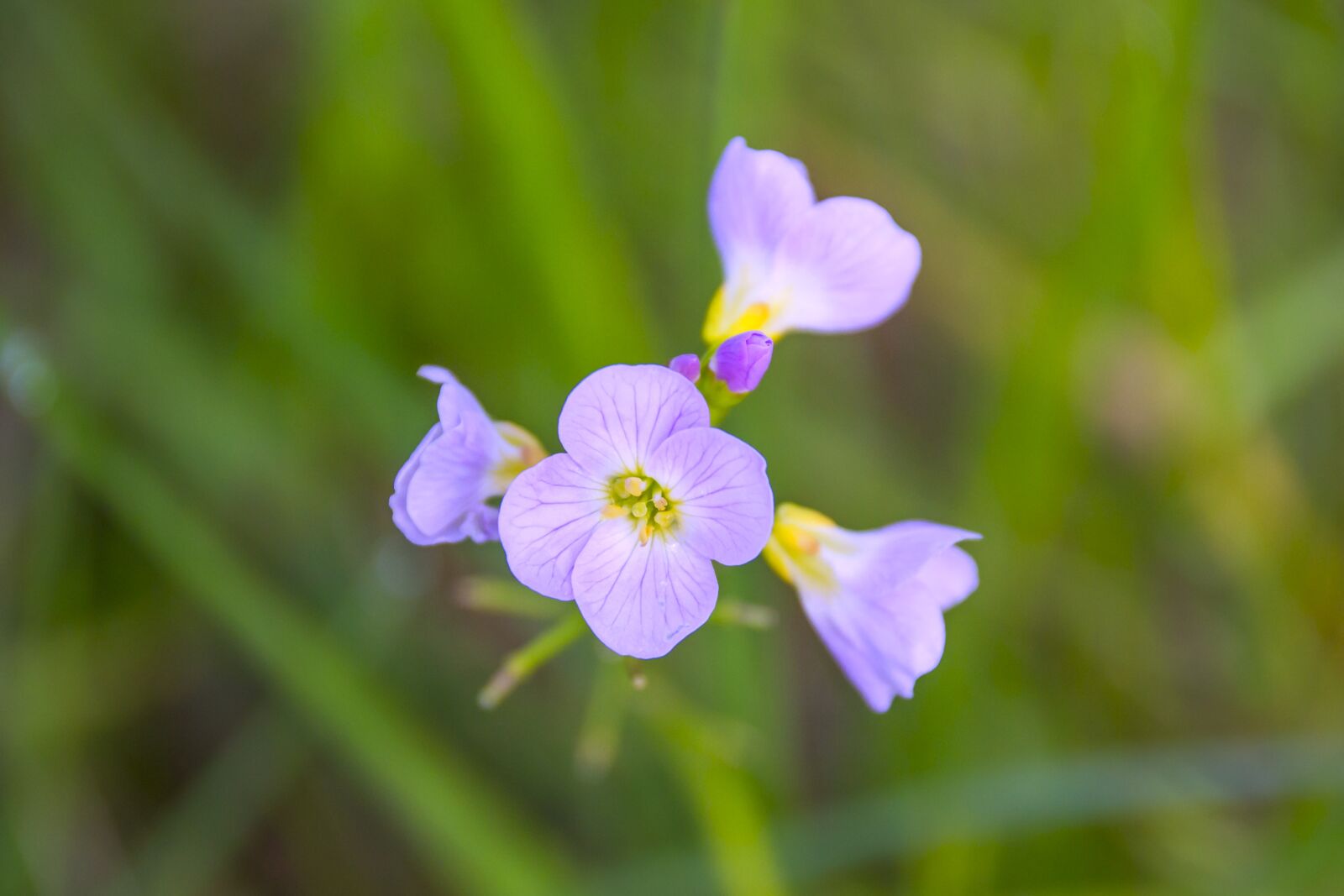 Nikon D3100 sample photo. Background, blooming flowers, bokeh photography