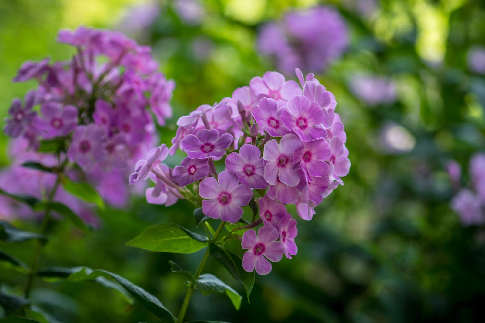 Sony a6500 + Sony FE 70-200mm F4 G OSS sample photo. Flowers, summer, garden photography