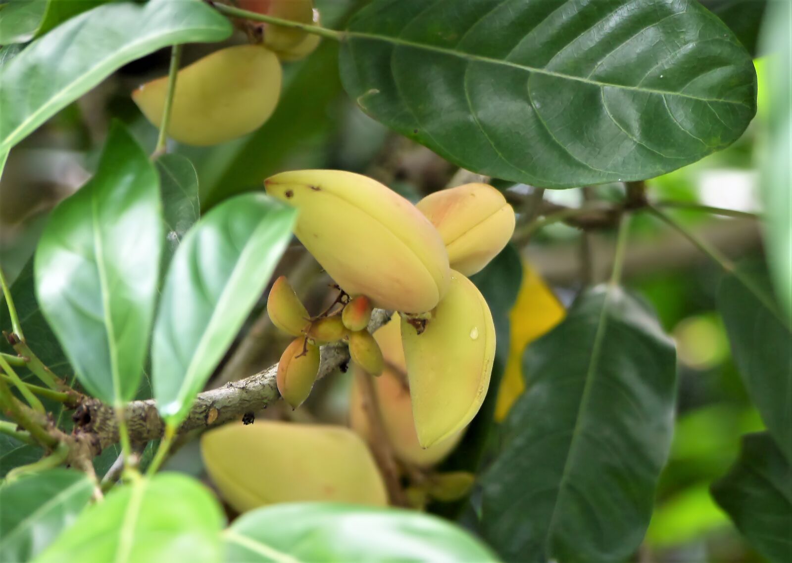 Panasonic Lumix DMC-GH3 sample photo. Fresh, natural, nature photography