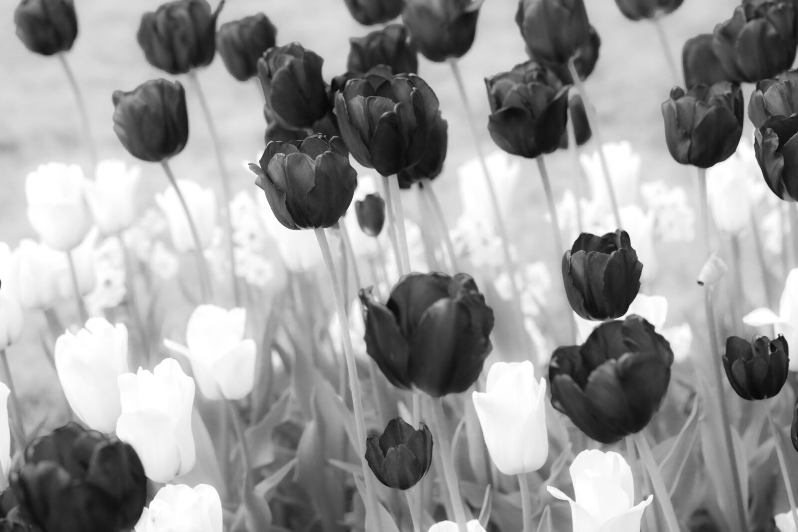 Canon EOS R sample photo. Tulips, flowers, blossom photography