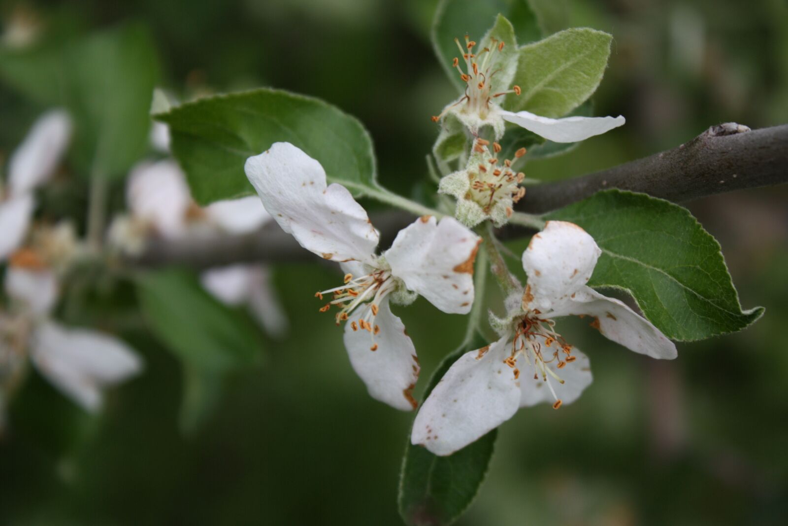 Canon EOS 450D (EOS Rebel XSi / EOS Kiss X2) sample photo. Apple tree, branch, blooming photography