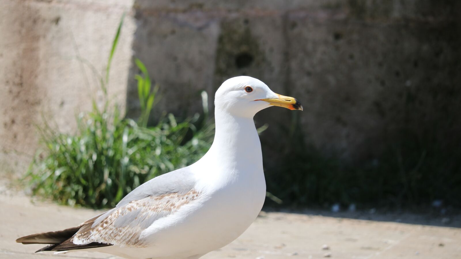 Canon EOS 750D (EOS Rebel T6i / EOS Kiss X8i) sample photo. Nature, birds, body of photography