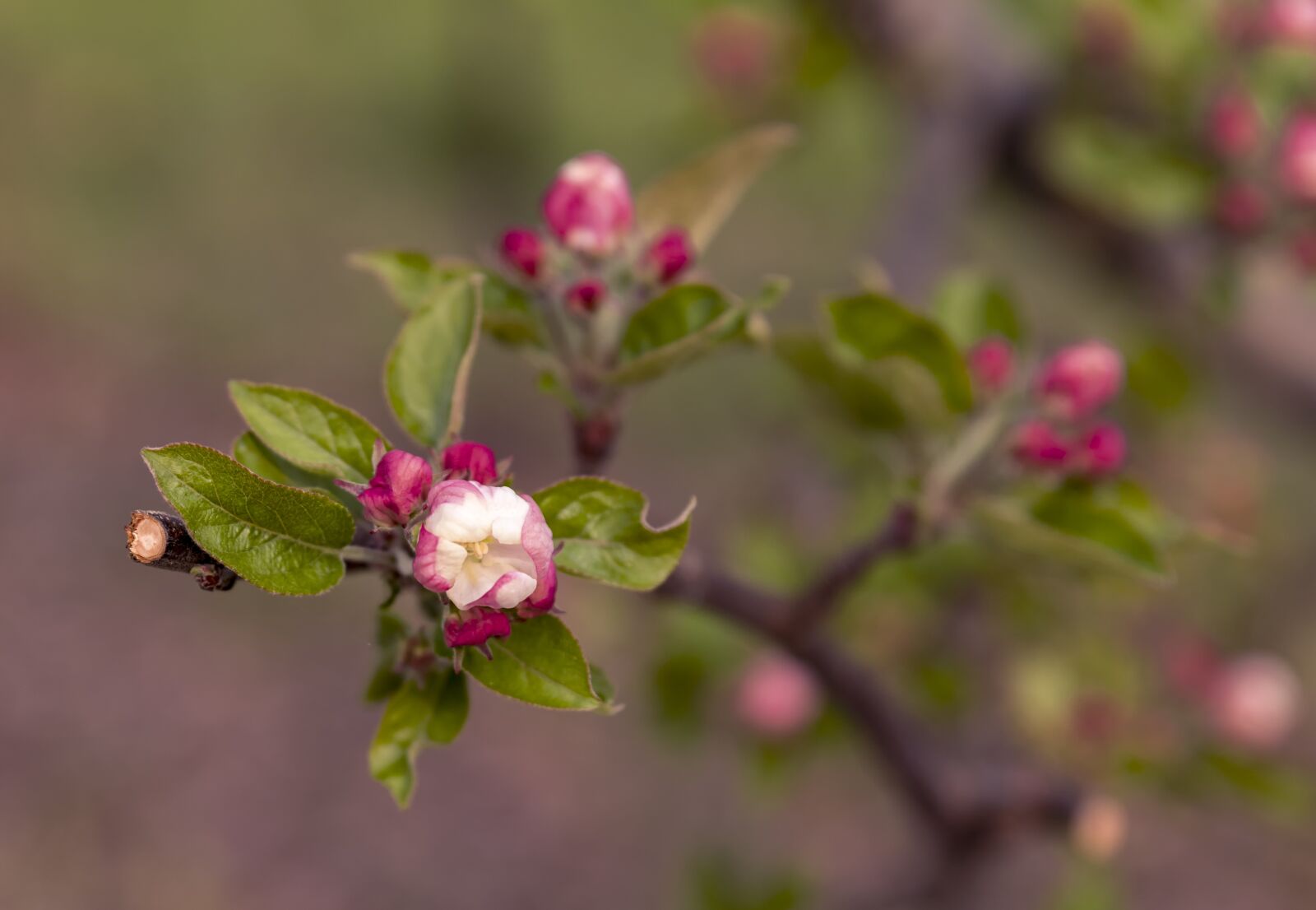 Tamron SP 24-70mm F2.8 Di VC USD sample photo. Apple, tree, blossom photography
