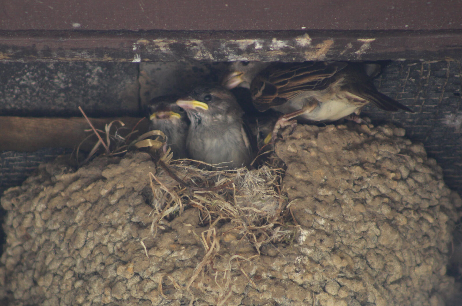 Canon EOS 100D (EOS Rebel SL1 / EOS Kiss X7) sample photo. Bird, s, nest, chicks photography