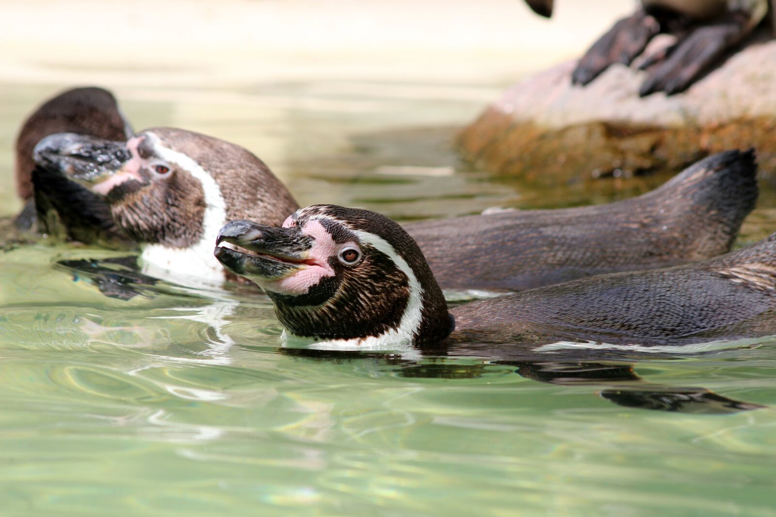 Canon EOS 600D (Rebel EOS T3i / EOS Kiss X5) sample photo. Penguins, zoo, bird photography