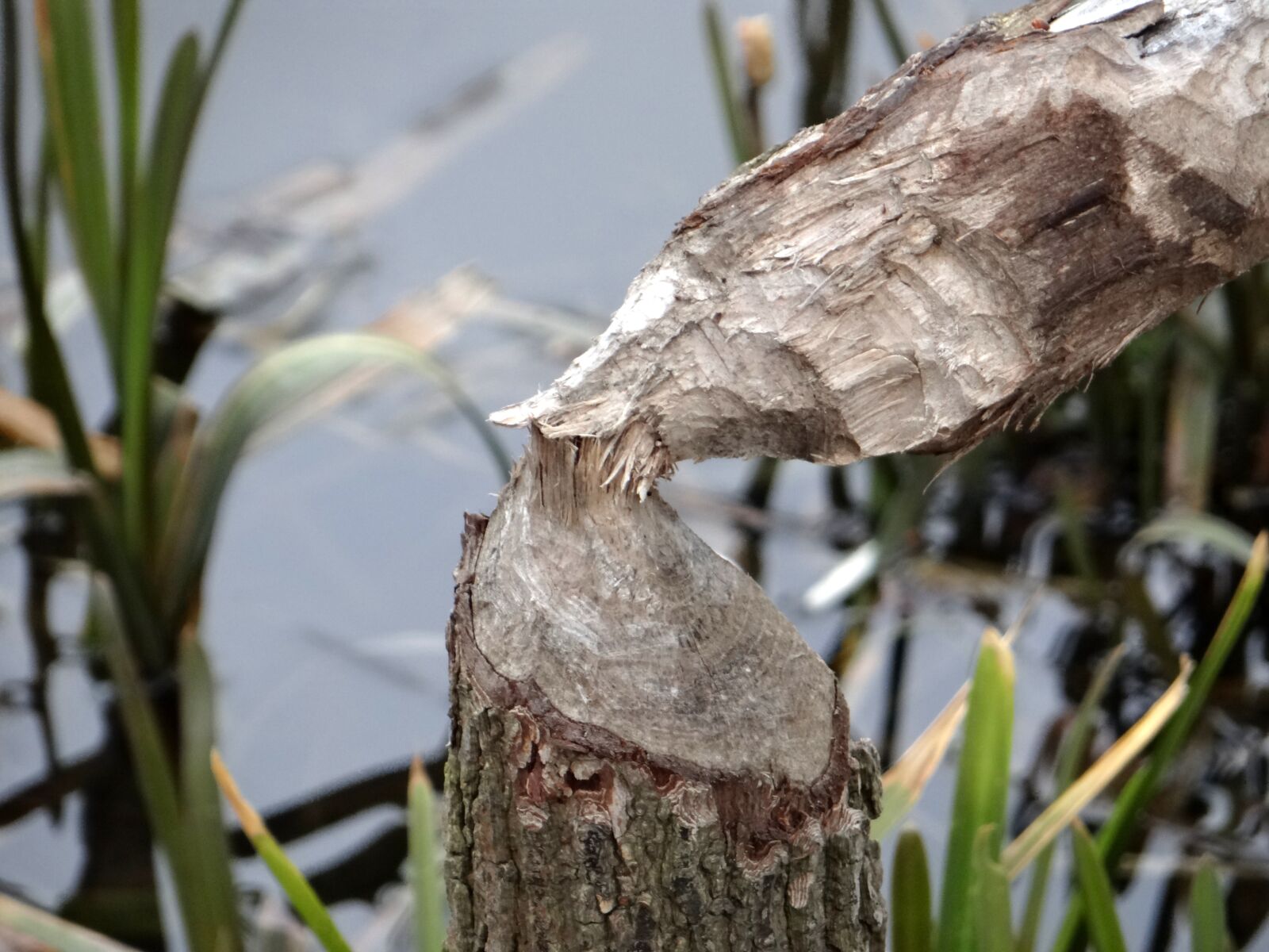 Sony DSC-HX200V sample photo. Beavers work, tree, occlusion photography