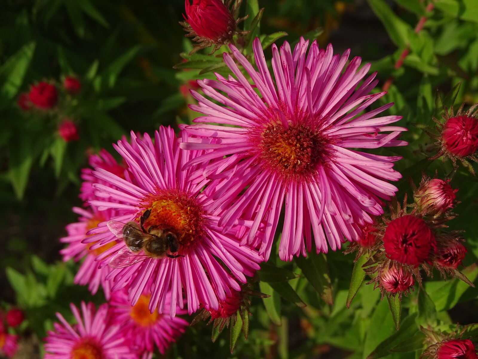 Sony Cyber-shot DSC-HX400V sample photo. Aster, aster amellus, bee photography