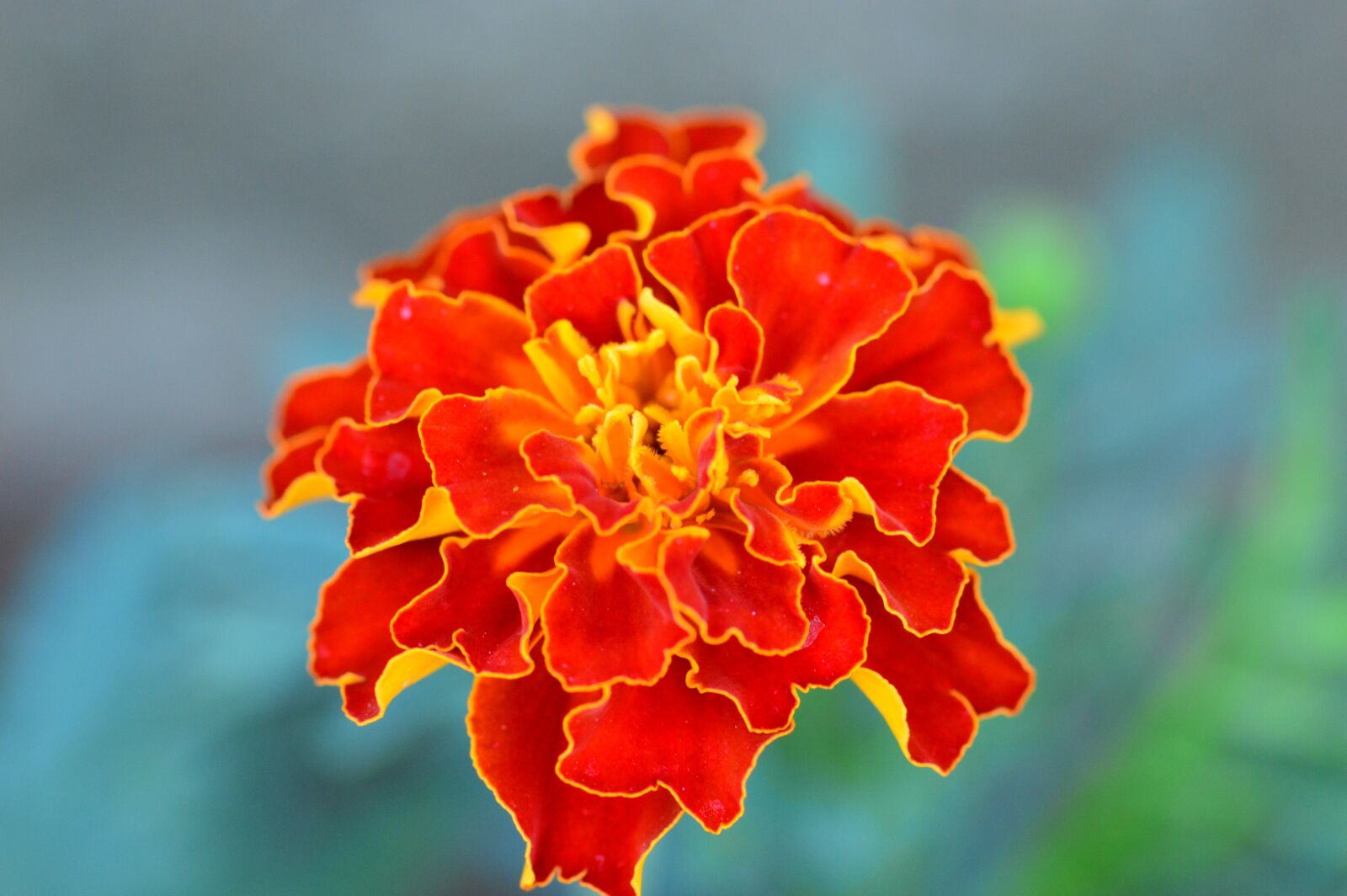 Nikon D3200 sample photo. Marigold, summer flowers, orange photography