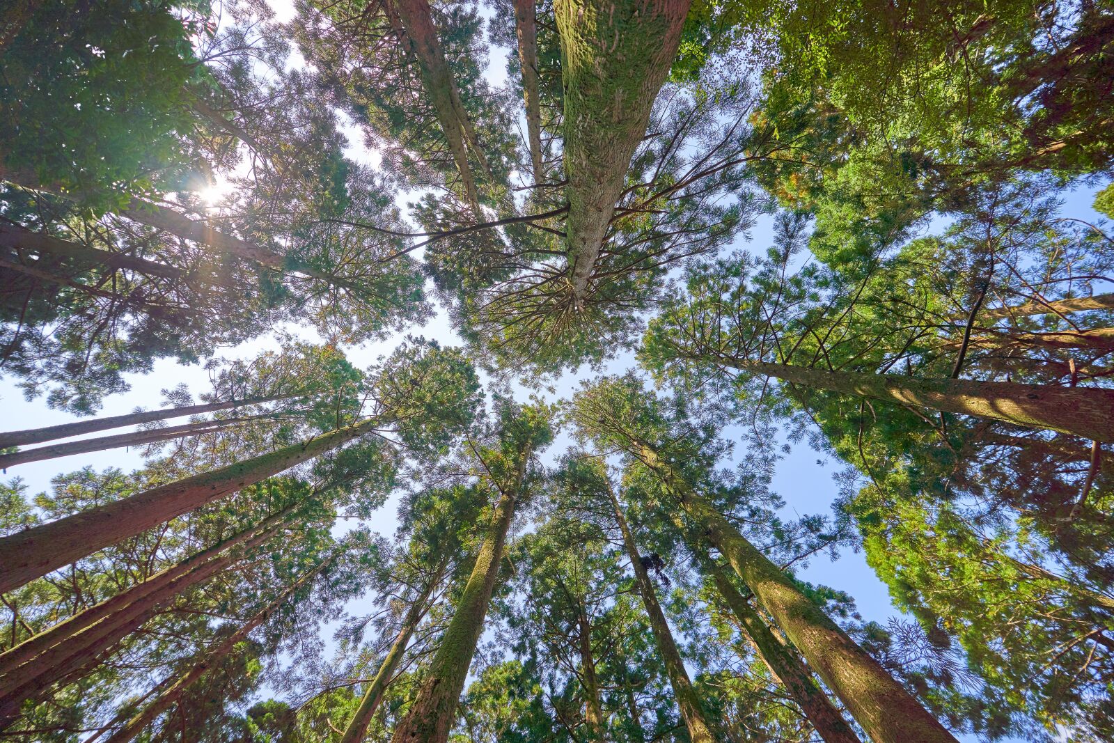 Sony a7 III sample photo. Forest, trees, tree canopy photography