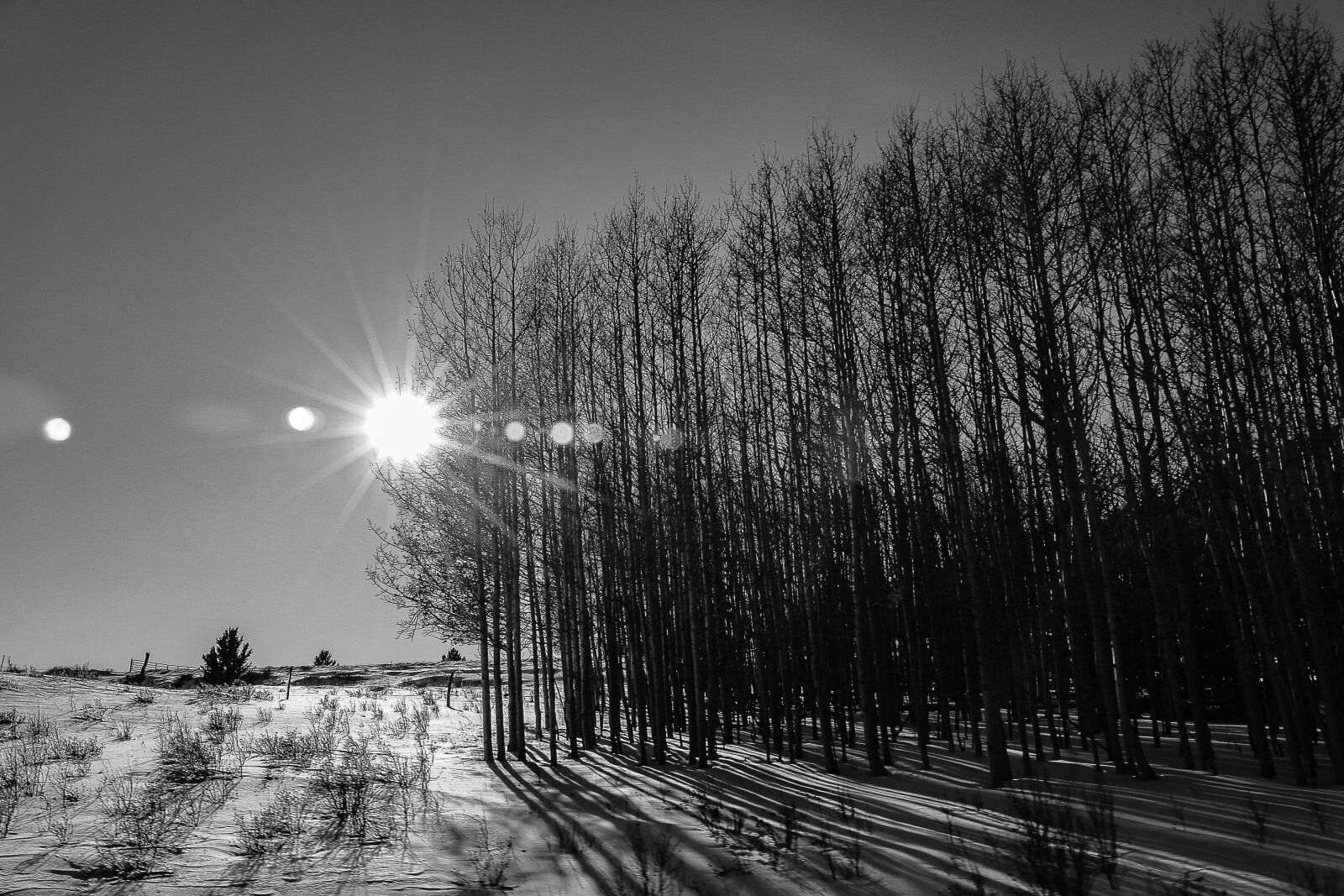 Canon EOS 70D sample photo. Mountain, aspen, snow photography