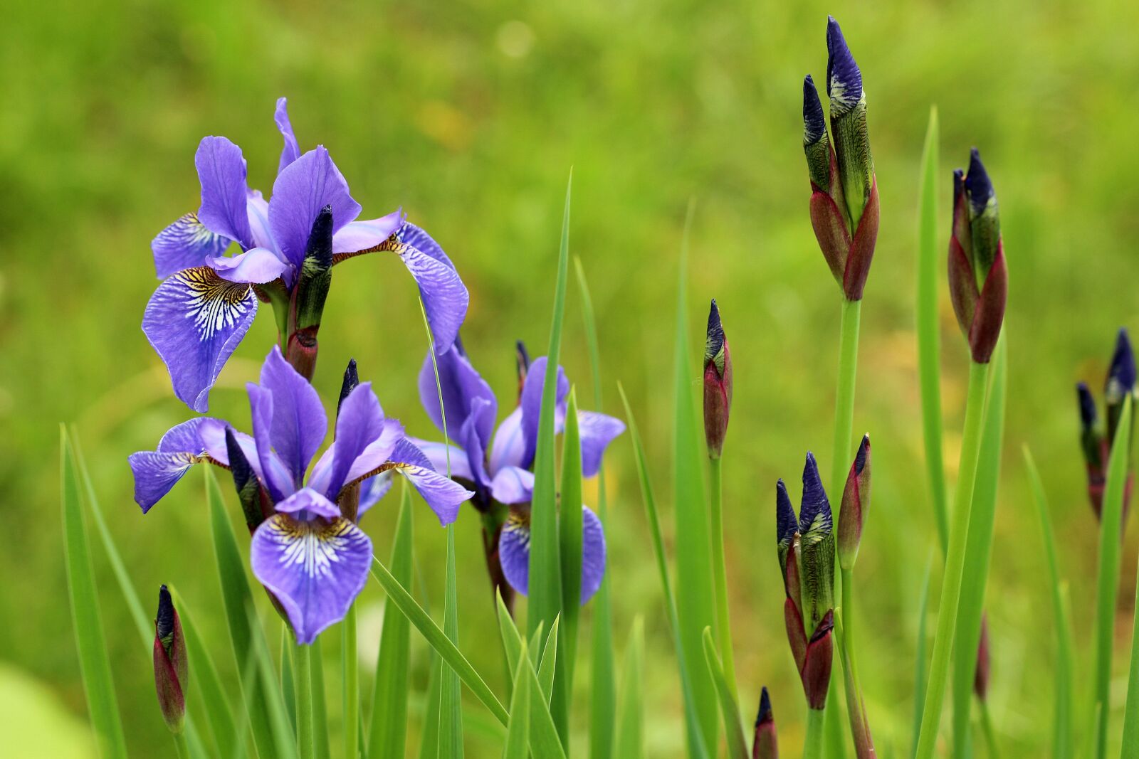 Canon EOS 1200D (EOS Rebel T5 / EOS Kiss X70 / EOS Hi) sample photo. Irises, kosaćce, violet photography