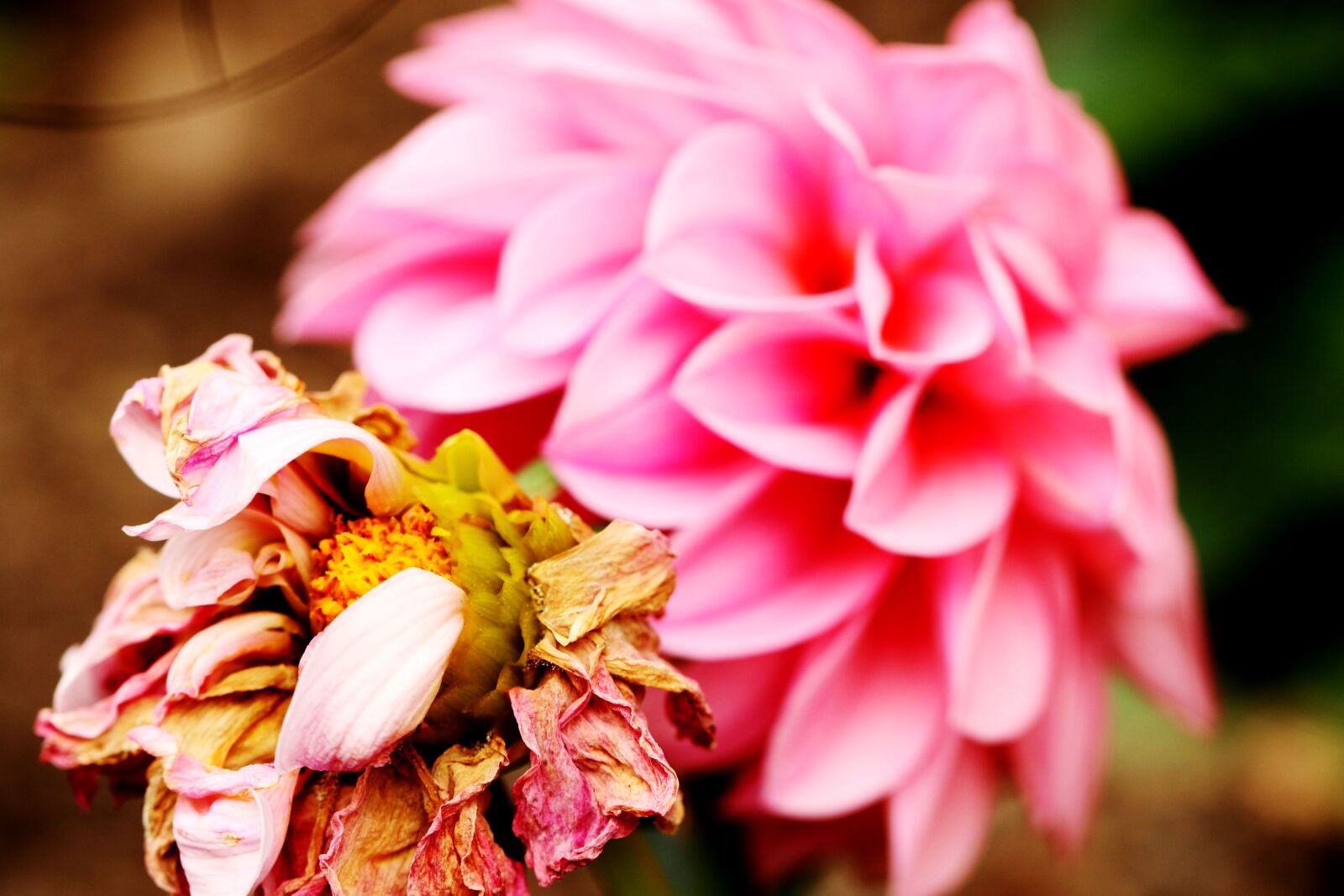 Canon EOS 7D Mark II sample photo. Flowers, garden, summer photography