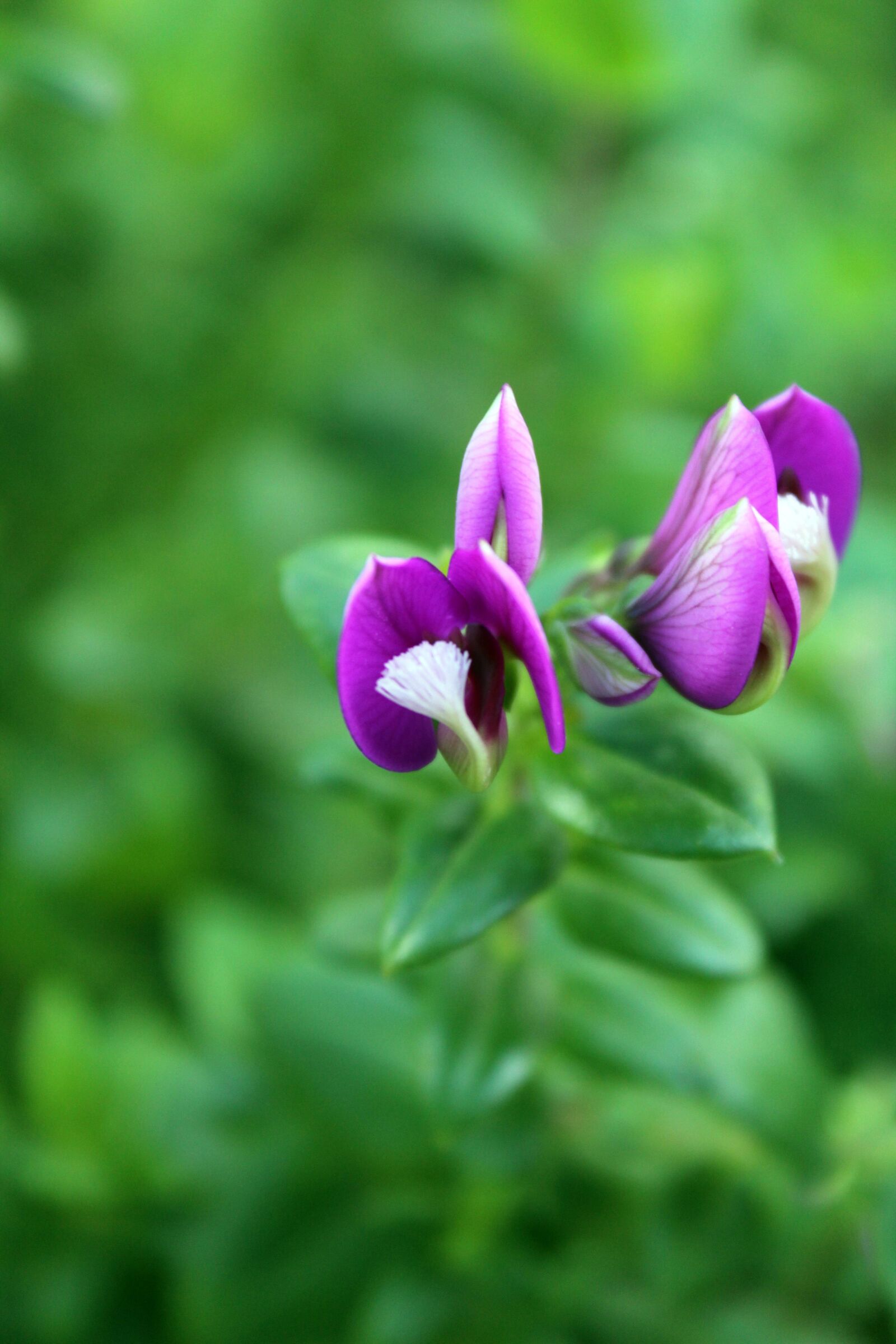 Canon EOS 1200D (EOS Rebel T5 / EOS Kiss X70 / EOS Hi) sample photo. Sintra, flowers, forest photography