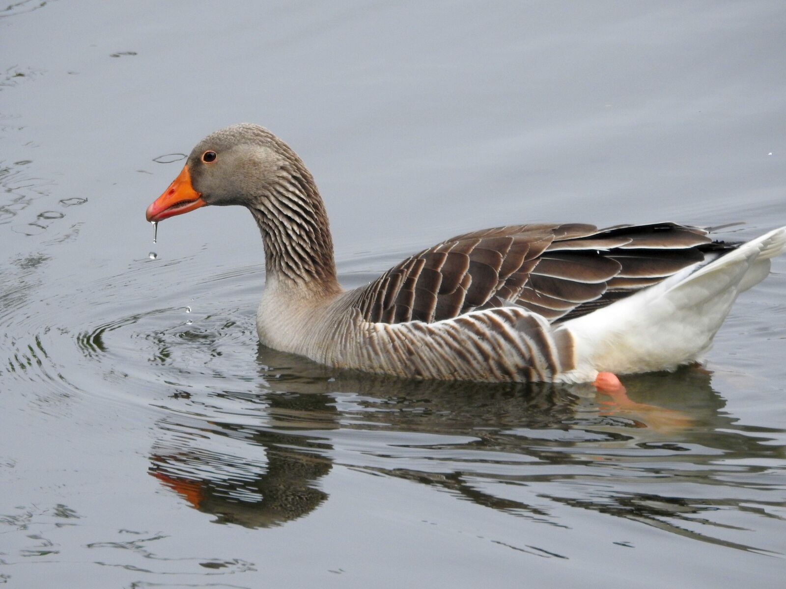 Nikon Coolpix P900 sample photo. Duck, water bird, bird photography