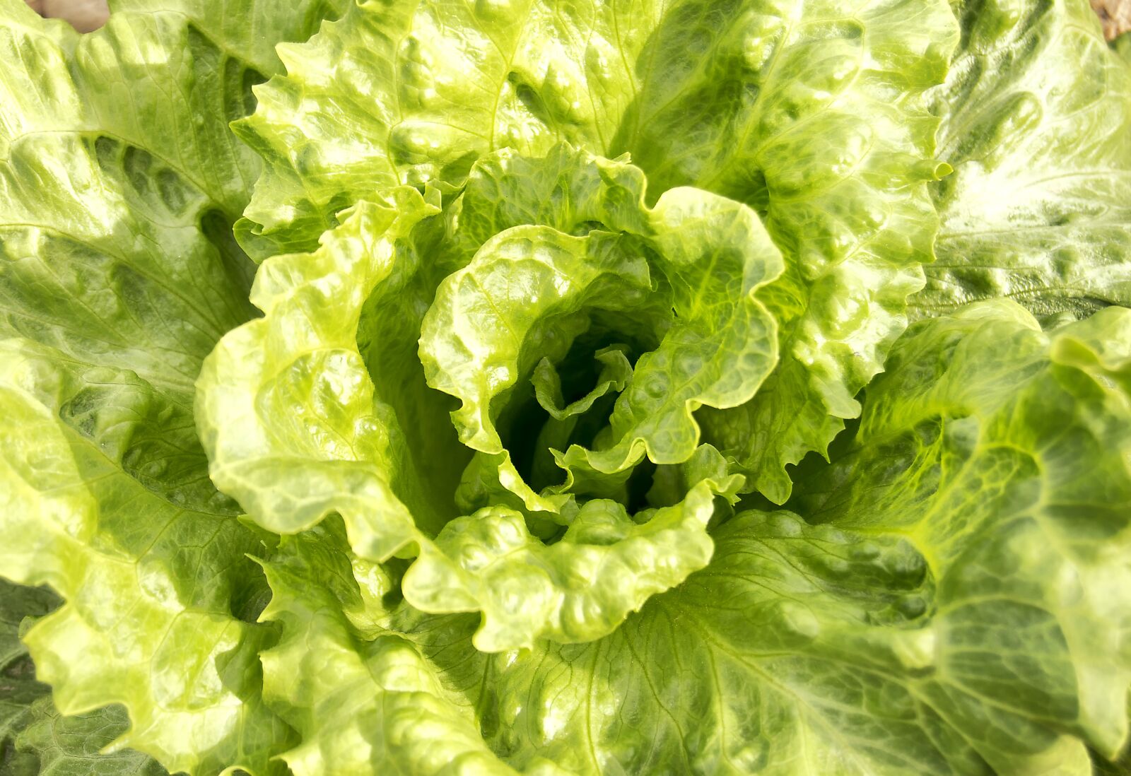 Nikon D3200 sample photo. Lettuce, green leaves, vegetables photography