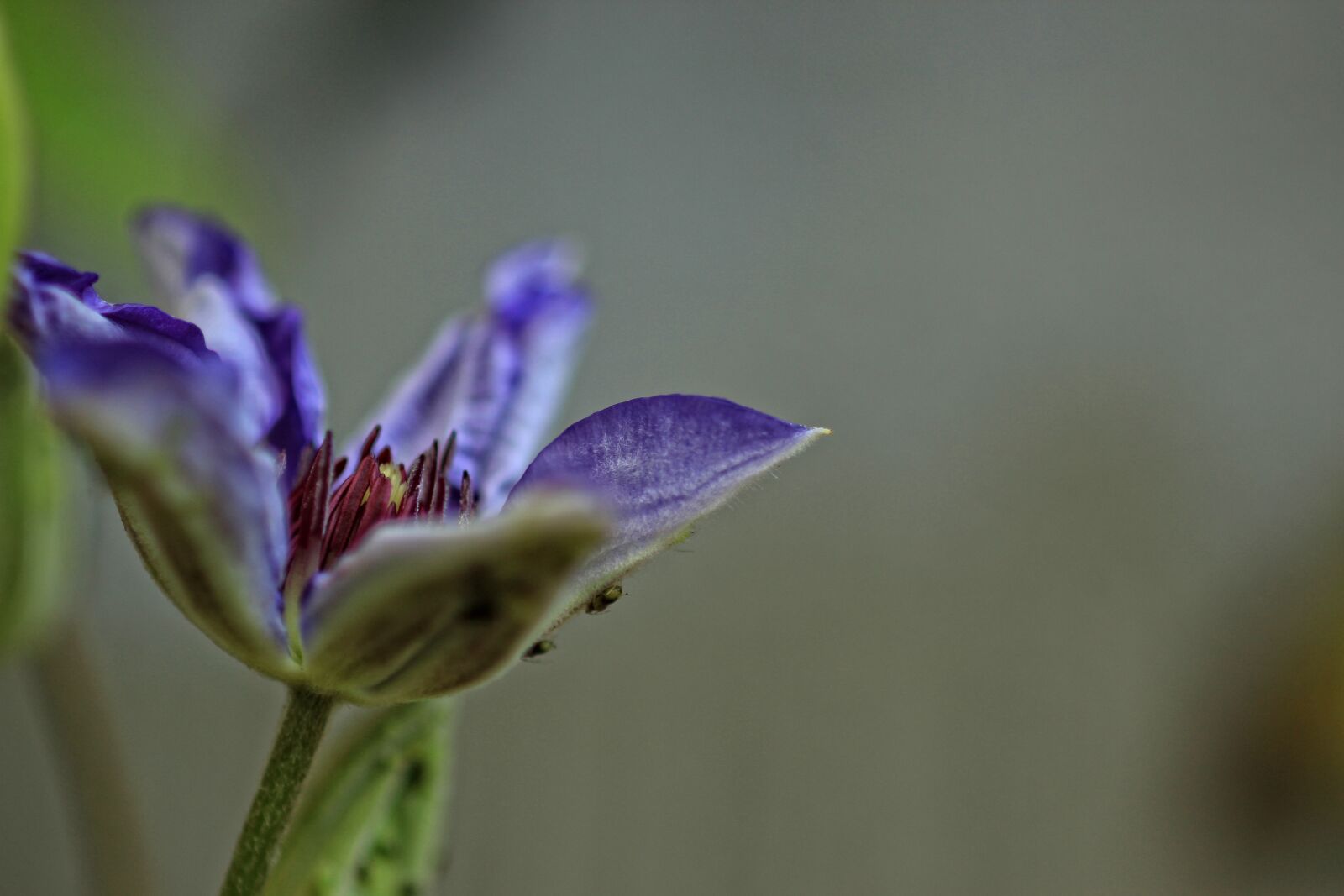 Canon EF 100mm F2.8 Macro USM sample photo. Clematis, purple, flower photography