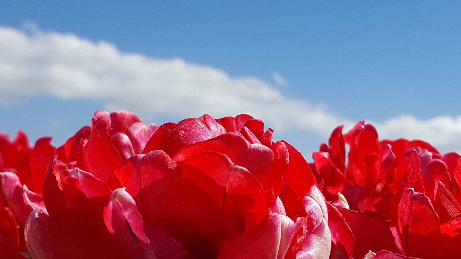 Samsung Galaxy S6 sample photo. Tulp, rood, lucht photography