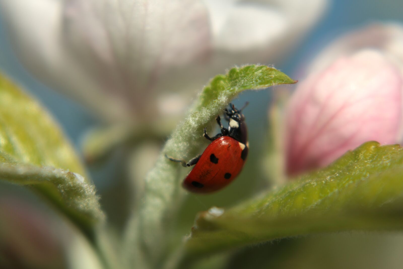 Canon EOS 70D sample photo. Ladybug, spring, insect photography